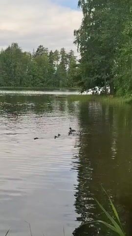 This is a video of a family of ducks swimming on a calm lake. The mother duck is leading her ducklings in a line. The scene is set in a natural environment with trees lining the shore of the lake. The sky is partly cloudy, suggesting it is either early morning or late afternoon. The water is slightly rippled, indicating a gentle breeze. The overall mood is peaceful and serene, capturing a moment of nature's tranquility. There is no visible text in the video.
