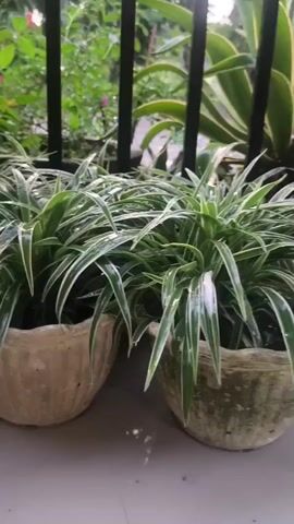 The video captures two potted spider plants, identified as Chlorophytum comosum, sitting on a light-colored surface, likely a ledge or windowsill. The plants are lush and green with characteristic white variegation along the edges of their long, arching leaves. Water droplets are visible on the leaves, suggesting recent watering or rain. The pots appear to be made of a light-colored, textured material, possibly concrete or clay, and show signs of age and weathering, with one pot having a greenish, mossy patina.

Behind the spider plants, a black metal railing is visible, separating the immediate foreground from a background garden. Beyond the railing, lush green foliage fills the frame, with some smaller plants and what appear to be pink flowers in the upper left. In the upper right, a larger, more structured plant with long, sword-like leaves, possibly an Agave or similar succulent, is partially visible. The overall lighting suggests it is either early morning or late afternoon, with the sun casting a soft glow. The presence of water droplets and the vibrant green of the plants imply a humid or recently wet environment, consistent with a tropical or sub-tropical climate.

The setting appears to be an outdoor space, such as a balcony or patio, in Aluebuket, Indonesia. The focus is entirely on the plants and their immediate surroundings, creating a peaceful and natural scene. There is no visible text within the frame. The overall mood is serene and tranquil, highlighting the simple beauty of these common houseplants in a natural, humid environment.