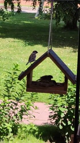 Sparrows, pigeons, and a woodpecker at backyard feeders in Rosinka
