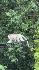 Macaques on power lines and barriers in Ban Tai