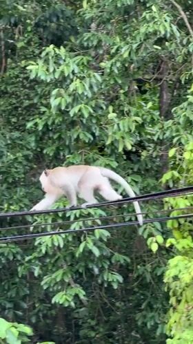 Macaques on power lines and barriers in Ban Tai