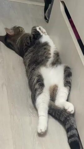 A tabby cat with white markings is sleeping on its back on a light-colored floor. The cat's eyes are closed, its paws are curled, and its tail is extended. The cat is positioned next to a light-colored piece of furniture.