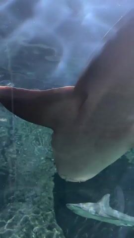 This media file is a close-up, low-angle shot of sharks swimming in an aquarium. The perspective is from below the sharks, looking up towards the surface of the water. The lighting suggests an indoor environment, possibly with artificial lights mimicking sunlight filtering through the water, creating a dappled effect on the sandy bottom. The water is clear and appears to be a deep blue-green color.

The primary subjects are two sharks. The larger shark is in the foreground, dominating the frame with its underside visible. Its skin appears smooth and a pale grey-brown. It has a large pectoral fin and its tail fin is also prominent. A smaller shark is visible in the background, swimming below and to the left of the larger one. This smaller shark is a silvery-grey color.

The activity depicted is simply swimming. The sharks appear to be moving at a leisurely pace through their enclosure. There are no people visible in the frame. The setting is clearly an aquarium, given the controlled environment, the presence of multiple sharks, and the clear water. The lighting suggests it could be daytime, but the exact time of day is not discernible. No specific weather conditions are relevant to an indoor aquarium setting.

There is no visible text within the media file. The overall mood conveyed is one of serene observation of marine life, with the close-up perspective offering an intimate view of the sharks' anatomy and movement. The location context of Puerto de la Cruz, Spain, implies this aquarium is likely in that region, perhaps Loro Parque, which is known for its extensive marine exhibits.