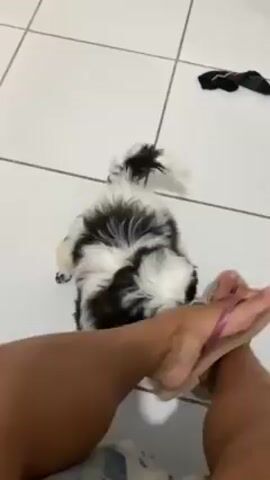 A video shows a small, fluffy, black and white puppy biting at the feet of a person wearing pink flip flops. The person's legs are visible, as well as their feet in pink flip-flops. The person moves their foot and leg, but the puppy continues to playfully bite at their toes and ankles. The setting is a tiled floor. In the background, there is a black sock.