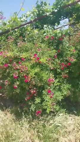 The video pans across a vibrant rose bush laden with bright pink flowers. The bush is lush and full, with dense green foliage providing a backdrop for the profusion of blossoms. In the upper portion of the frame, leafy green vines are visible, supported by a horizontal bar, suggesting a garden setting or perhaps an arbor. The ground in the foreground is covered with dry, golden grass and stalks, indicating a sunny, possibly dry environment. A wooden post is partially visible supporting the rose bush. The sky above is a clear, bright blue, suggesting a daytime scene with fair weather. The overall impression is one of natural beauty and growth, with the colorful roses creating a focal point in the serene outdoor environment. The scene appears to be in Karakert, Armenia, a rural setting characterized by natural landscapes. There is no visible text in the media file.
