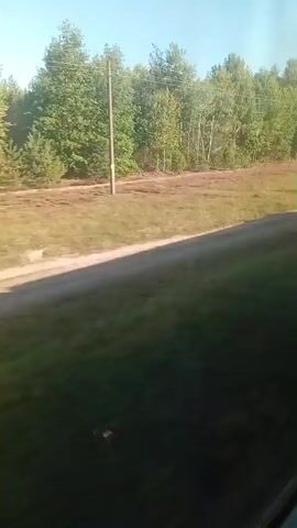 The video shows a view from a moving vehicle, likely a train, looking out a window. The landscape outside is rural, with a dirt road running alongside the tracks. A white object, possibly a dog or a large bird, is visible on the left side of the road. The background is filled with a dense forest of green trees under a clear blue sky. There are some utility poles visible. The foreground is blurry, indicating motion.