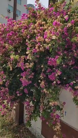 The video shows a close-up view of a bougainvillea plant with pink and peach-colored flowers. The plant is growing on the side of a building, and a part of the building is visible in the background, including a balcony and windows. A black car is parked next to the building, partially obscured by the foliage. The scene appears to be outdoors, possibly in a residential area.