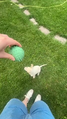The video shows a person holding a green, spiky dog toy above a small white puppy playing on a grassy lawn. The puppy is looking up at the toy, anticipating a play. The person then throws the toy, and the puppy enthusiastically jumps to catch it. The scene is outdoors, with green grass and some stepping stones visible on the lawn, indicating a backyard or park setting. The person is wearing blue denim shorts and white sneakers, while the puppy is white with short fur and floppy ears. The interaction is playful and energetic, as the puppy chases after the toy.