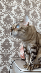 Bengal cats photographed at home in Energetik, Russia