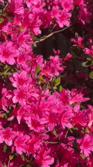 Afternoon garden maintenance and bee activity in Wealden