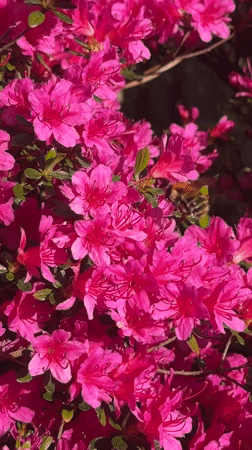 Afternoon garden maintenance and bee activity in Wealden