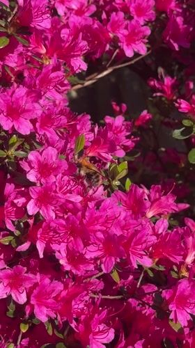 Afternoon garden maintenance and bee activity in Wealden
