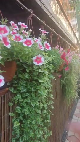 The video shows a close-up, panning view of hanging flower baskets against a bamboo fence. The baskets are filled with a variety of flowering plants, including petunias in shades of pink and white, as well as some darker purple flowers. Long, grassy plants with thin, cascading leaves hang down from some of the baskets. The overall impression is one of lush, green foliage and colorful blooms. The scene appears to be outdoors, possibly on a patio or storefront, with a building structure and awning visible in the background. The light suggests it might be daytime, possibly late afternoon or early morning, given the warm glow. Text is visible on the awning, appearing to be in Cyrillic script, possibly a name or sign for a business. The video captures a sense of natural beauty and a charming, well-maintained outdoor space.