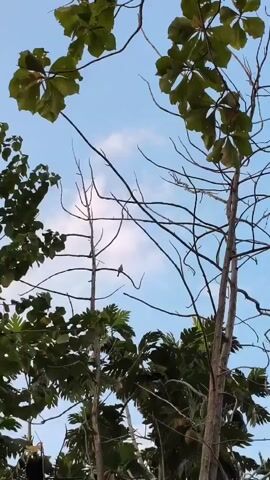 The video shows a static shot from below looking up at a blue sky with some scattered clouds. In the foreground, there are several trees. The tree on the left has large, dark green leaves. The tree in the center is thin and has many bare branches. The tree on the right is thicker with a rough bark and also has bare branches. At the very bottom of the frame, the top of what appears to be a dark object or person is visible on the left. There is a small bird perched on one of the bare branches of the center tree. Some large, green, fruit-like objects are visible among the leaves of the trees on the right side of the frame. The overall scene appears to be an outdoor, natural environment.