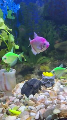 The video shows an aquarium with several small, brightly colored fish. In the foreground, the gravel substrate is visible, along with some decorative elements including a white pot with green plants, a black rock, and a skull ornament with yellow accents. Several fish are swimming in the water. A pink fish is in the upper center of the frame, a neon green fish is to its left, and two more neon green fish are visible in the background. There is also a bright pink and orange fish near the bottom center, and a darker pink fish to its right. The background of the aquarium is filled with blue and green artificial plants. The lighting is bright, highlighting the vibrant colors of the fish and decorations.