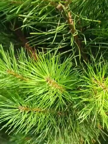 This is a close-up video of the vibrant green needles of a pine tree. The camera pans upwards and slightly to the right, revealing the dense foliage and the brown branches of the tree. Sunlight filters through the needles, creating a bright and fresh appearance. The background is a blur of green, suggesting that the camera is focused entirely on the pine tree. At the very end of the video, a small glimpse of a blue sky with some white clouds is visible, along with the top of a roof, hinting at an outdoor setting. There is no visible text in the video. The overall impression is one of a bright, sunny day, likely in the spring or summer, showcasing the natural beauty of the pine tree in its environment. The location context of Vodinskiy, Russia, further places this scene in a natural, possibly rural or suburban setting, where pine trees are common. There are no people, objects, or specific activities depicted beyond the gentle movement of the camera through the tree's branches.