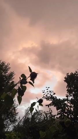 A close-up shot of a darkening sky with pink and orange clouds, with the silhouettes of sunflowers and trees in the foreground. The sunflowers appear wilted and their seeds have likely fallen out. The shot is taken from a low angle looking up at the sky, and the lighting suggests it is either sunrise or sunset.
