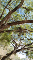 Spring forest canopy observed in Los Leoncitos, Venezuela