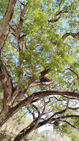 Spring forest canopy observed in Los Leoncitos, Venezuela