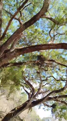Spring forest canopy observed in Los Leoncitos, Venezuela