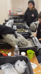 Four people handle bagged plant material in Victoria room