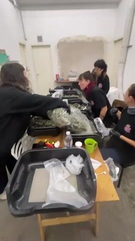 In a well-lit, sparsely furnished room, four individuals, presumably women, are arranged around a table. They are handling large, clear plastic bags filled with what appears to be dried plant material, likely marijuana. One woman is actively pouring the contents of a bag into a black tray. All the women are wearing black gloves, and some are wearing black shirts with a floral design. The room appears to be in a state of light disrepair, with exposed plaster on one wall. There are several black trays and bags of plant material on the table, along with various other objects, including a bottle of water and a green mug. The overall impression is that of a processing operation taking place.