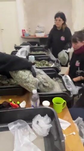 Four people handle bagged plant material in Victoria room