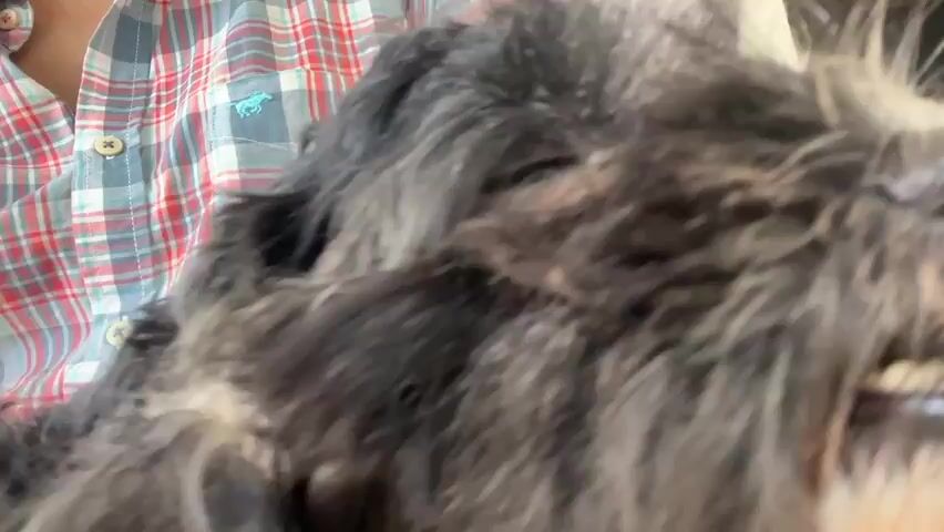 A close-up shot of a fluffy dog with dark fur. A person wearing a red, white, and blue plaid shirt is petting the dog's head. The dog's tongue is sticking out. The video appears to be filmed indoors, with a wooden chair and a wall visible in the background. The lighting is natural and appears to be daytime. The dog's fur is dense and shaggy, with some lighter gray or white patches mixed in. The dog's eyes are dark and appear to be looking at the camera. The person's hands are gently stroking the dog's head and face.