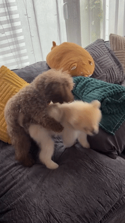 Two fluffy dogs on a couch, getting some attention indoors