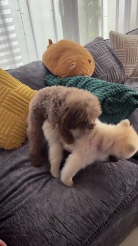 Two fluffy dogs on a couch, getting some attention indoors