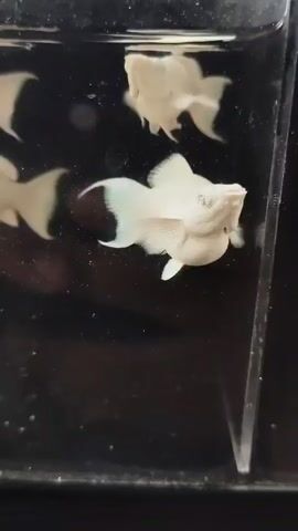 The video shows several white fish swimming in a tank. The fish appear to be molly fish, a common freshwater aquarium fish. They are white in color and have large, flowing fins. The tank is dark and appears to be filled with water. The fish are swimming in a calm and relaxed manner.