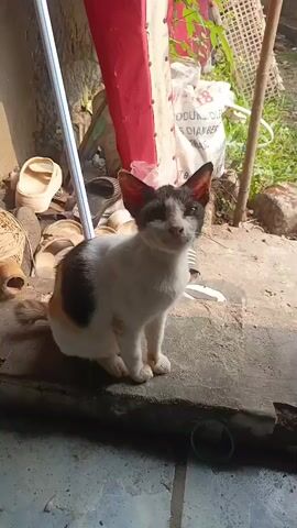 A calico cat sits on a concrete ledge in front of a building. The cat is mostly white with black and orange patches on its back and head. The cat has pointed ears and is looking down and to its right. Behind the cat, there are some red and white elements of the building and some greenery. To the left of the cat, there are some shoes and a blue and white pole. The ground in front of the cat is tiled.
