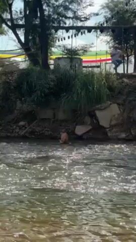 A medium shot shows a river with a brown dog swimming in it. The water is bright and clear, illuminated by sunlight. The dog appears to be swimming near the edge of the riverbank, which is covered with greenery, including grasses and shrubs, as well as concrete debris. In the background, a person is visible, sitting on what appears to be a rope swing. Above the person, there is a structure decorated with colorful flags or fabrics. The scene suggests an outdoor, possibly recreational, setting.