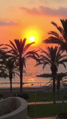 This is a vertical video of a sunset over the ocean. Palm trees frame the shot, with their fronds silhouetted against the vibrant orange and yellow sky. The sun is a bright, yellow orb near the center of the frame, casting a shimmering reflection on the water below. The ocean is calm, with gentle waves lapping against a rocky shore. In the foreground, there is a glimpse of a landscaped area with grass and some structures, possibly a walkway or a building. The overall atmosphere is serene and tropical.