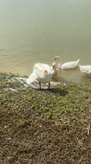 White geese along a quiet waterside in Choeng Thale