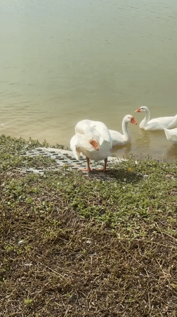 White geese along a quiet waterside in Choeng Thale
