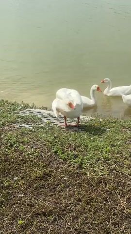 A group of white geese are gathered near the edge of a murky green body of water. One goose in the foreground is facing away from the camera with its tail feathers raised, appearing to be preening or adjusting its feathers. Behind it, two other geese are in the water, one of which is also facing away from the camera and dipping its head under the water, possibly to drink or feed. Another goose is further back in the water, facing towards the left of the frame. The environment consists of grassy ground with dry patches and some green weeds, leading up to a paved edge along the water. The water is still with some ripples on the surface. The overall lighting suggests a bright, possibly sunny day.