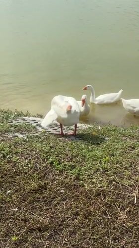 White geese along a quiet waterside in Choeng Thale