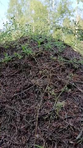 A close-up, low-angle shot focuses on the top of a large anthill in a forest. The anthill is constructed from pine needles and is covered with small green plants. The background is blurred, showing trees and the sky. The video is static, with no visible movement.