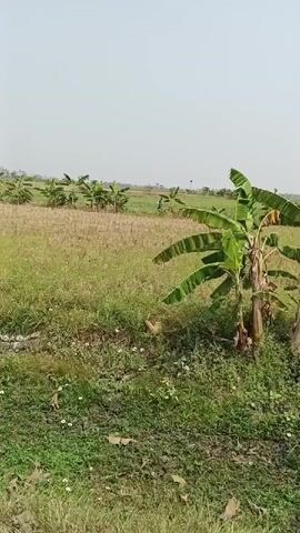 The video shows a wide shot of a rural landscape with a bright, overcast sky. In the foreground, lush green grass and small white wildflowers are visible. To the right, a banana tree with large green leaves stands prominently. In the middle ground, there's a field of dry, harvested crop, possibly rice stalks, with scattered patches of green grass. Beyond that, another field with green crops stretches into the distance. Several more banana trees are dotted across the landscape. In the far middle ground, a person wearing dark clothing is walking through the green crop field, moving from left to right. The overall scene depicts a tranquil agricultural setting on a clear day.