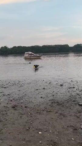 This video captures a serene moment on a riverbank in Dunakeszi, Hungary, likely during the late afternoon or early evening given the soft, diffused light. The primary subjects are a dog and a pleasure boat.

The dog, a dark-colored breed, is actively playing near the water's edge. It appears to be fetching or interacting with a yellow frisbee. The dog is mostly on a muddy shore, but splashes into the water as it moves.

In the background, a light-colored pleasure boat is anchored or drifting gently on the calm river. The river itself is wide, with a tree-lined bank forming the far horizon. The water appears still, reflecting the overcast sky. The shore in the foreground is composed of dark, wet mud interspersed with pebbles and debris.

The overall mood is peaceful and leisurely. The weather seems mild and possibly overcast, contributing to the soft lighting. There are no visible text elements in the video. The scene evokes a sense of simple outdoor enjoyment and relaxation.
