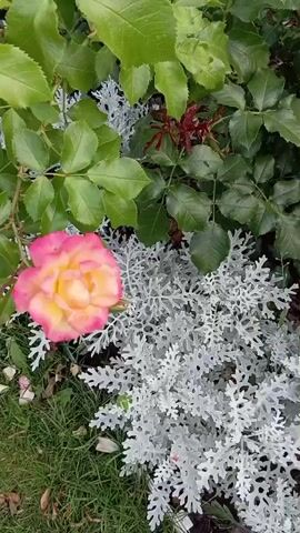 A close-up video captures a cluster of roses in varying stages of bloom. The roses display a gradient of colors, from soft pink and yellow at the center to deep fuchsia on the outer petals. Some petals are speckled with a lighter color, creating a unique marbled effect. A single rose on the left, predominantly pink and yellow, is in full bloom. To the right, a cluster of roses showcases the pink and white speckled pattern. Some roses appear to be wilting or have shed petals, which are scattered on the green grass below. The roses are surrounded by lush green foliage and silvery-white, feathery leaves of another plant, likely a ground cover or ornamental. The camera pans slightly, offering a dynamic view of the floral arrangement, hinting at a garden setting.