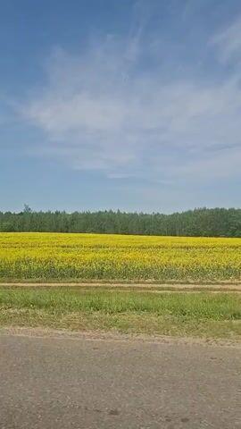 A video shows a view from a vehicle traveling alongside a vibrant yellow field of flowers, likely canola or rapeseed. The field stretches horizontally across the frame, with a dense line of green trees forming a backdrop. Above the field and trees, a bright blue sky with scattered white clouds is visible. The foreground of the video shows a portion of an asphalt road, indicating the perspective is from a moving car or bus. The sun appears to be shining, casting natural light on the scene. There are no people or other significant objects visible in the frame besides the natural landscape and the road.