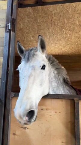 A white horse stands inside a wooden stable. The horse has gray hair on top of its head and around its neck. The horse sniffs the camera, moving its nose in and out of focus.