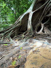 Exploring waterfalls and ancient tree roots in Khao Phang