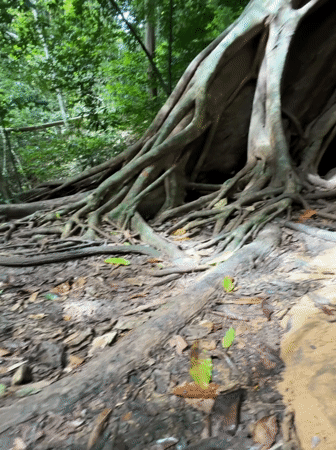 Exploring waterfalls and ancient tree roots in Khao Phang
