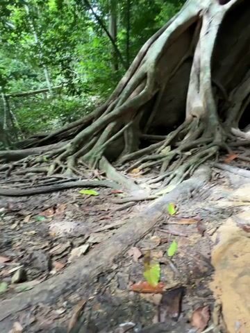 A low-angle, ground-level shot pans upward through a dense forest, focusing on the massive, gnarled root system of a large tree. The exposed roots, thick and woody, intertwine and snake across the forest floor, creating archways and crevices. Some roots are thick like trunks, while others are thinner, resembling vines. The ground is covered with fallen leaves and dirt. In the background, lush green foliage forms a dense canopy, suggesting a humid, tropical environment. The lighting is dim and dappled, filtering through the leaves. There are no people or animals visible in the video. The camera movement is a slow upward tilt, revealing the scale and complexity of the tree's root structure. The overall impression is one of ancient, wild nature, with the tree's roots appearing like a natural sculpture or an ancient monument.