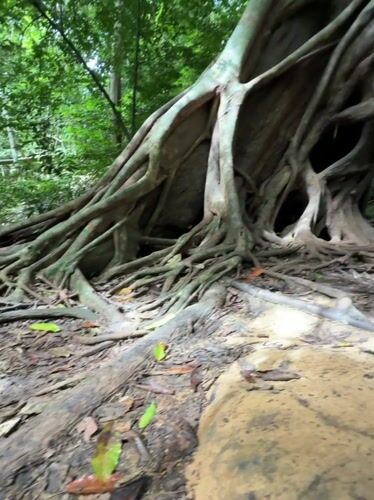 Exploring waterfalls and ancient tree roots in Khao Phang