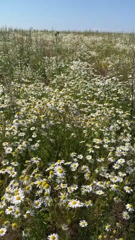 The video pans across a field of white daisies under a clear blue sky. The daisies are densely packed, creating a carpet of white and green. The camera moves slowly, offering a close-up view of the flowers in the foreground and then widening to show the expanse of the field. There are some taller, thin plants scattered among the daisies, and in the distance, a line of trees can be seen on the horizon. The overall impression is one of a natural, blooming meadow on a sunny day.