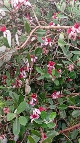 The video displays a dense shrub with numerous small, delicate pink and white flowers with red centers. The flowers are clustered amongst oval-shaped, green leaves, some with a silvery-green hue. The branches of the shrub are brown and woody, creating a tangled network throughout the frame. The background is softly blurred, suggesting a natural outdoor environment. The camera appears to be handheld, with subtle movements that gently pan and zoom across the floral display. No people or animals are visible.